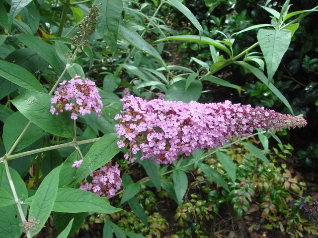 Buddleja davidii 'Fascination' fleur